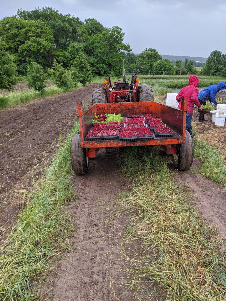 La Belle Humeur biologique (sac de 20g) - Camellia Sinensis - Thé et infusion - - La Guilde Culinaire