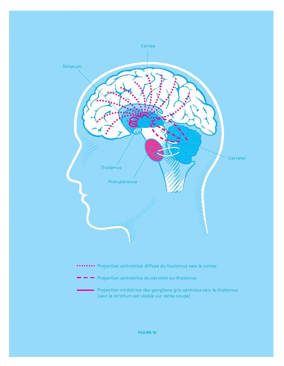 Allumé ! : Conseils d'un neurochirurgien pour garder son cerveau en santé - De L'Homme Ed. - Livre santé - - La Guilde Culinaire
