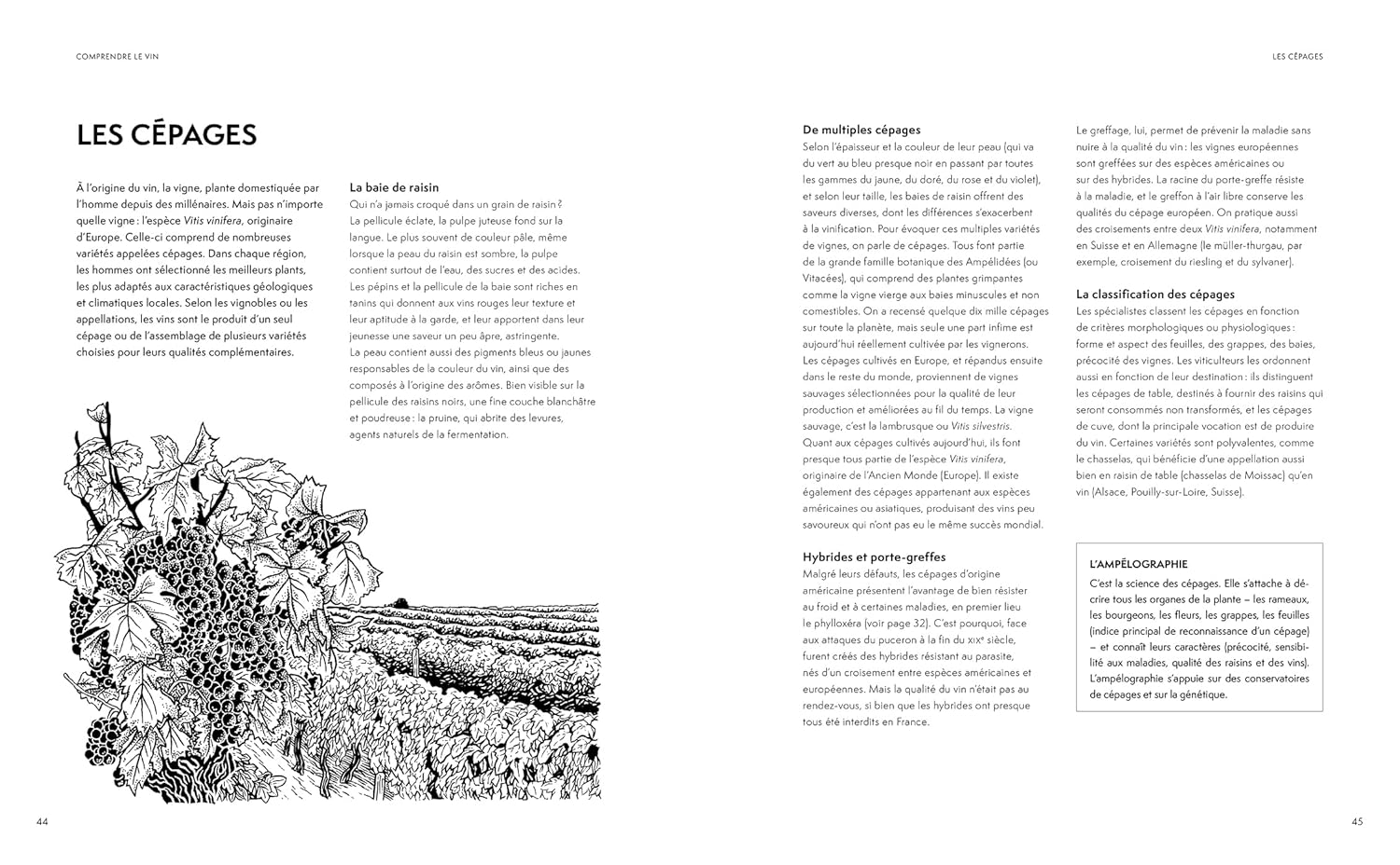 La petite encyclopédie Hachette des vins NED - Hachette Ed. - Livre d'alcool et boisson - - La Guilde Culinaire