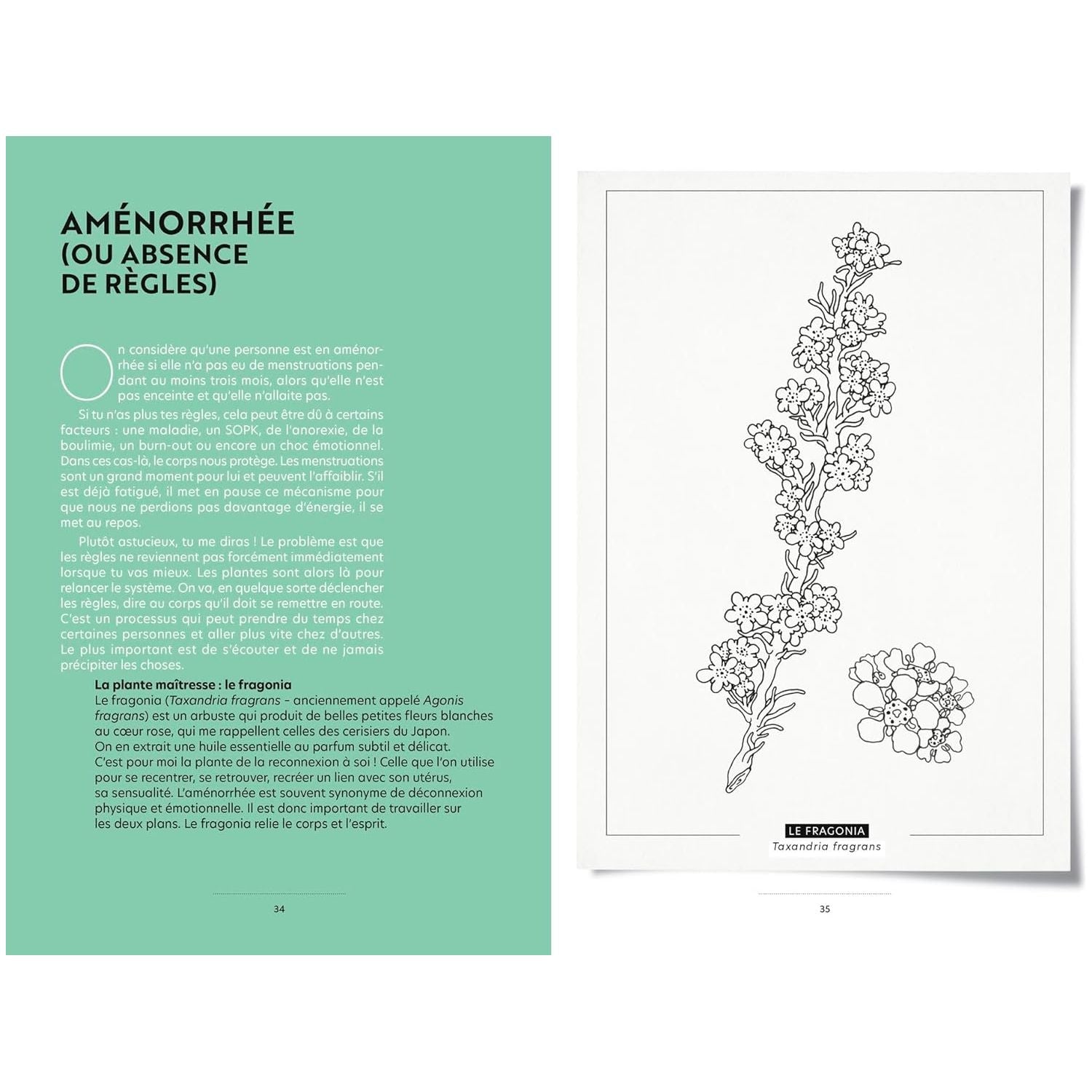 Plantes puissantes: L'herboristerie du cycle menstruel ! - Hachette Ed. - Livre de cuisine - - La Guilde Culinaire