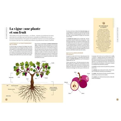 Vin/20 - Larousse Ed. - Livre d'alcool et boisson - - La Guilde Culinaire