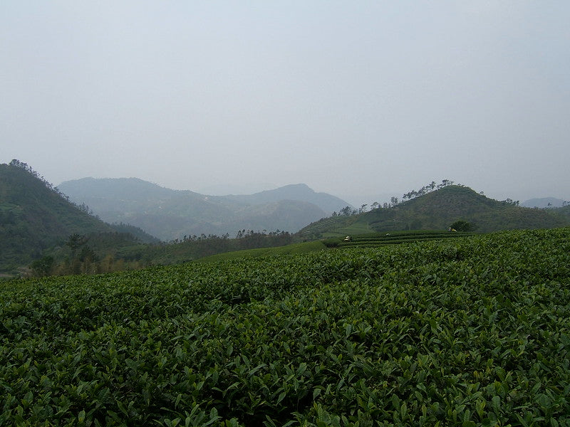 Perles au jasmin (sac de 75g) - Camellia Sinensis - Thé et infusion - - La Guilde Culinaire