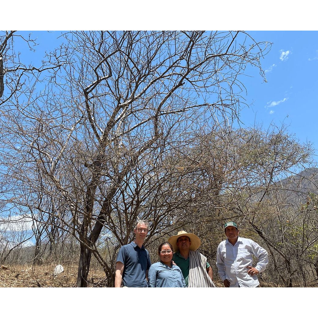 Chocolat Noir - Palo Santo 70% - QANTU - QANTU - Tablette de chocolat - - La Guilde Culinaire