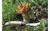 Opinel - N°08 Couteau champignons    - Opinel - Couteau de poche - 