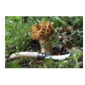 Opinel - N°08 Couteau champignons - Opinel - Couteau de poche - - La Guilde Culinaire