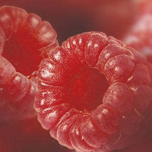 Purée de Framboise Surgelé 1kg - Ravifruit - Purée de fruit - - La Guilde Culinaire