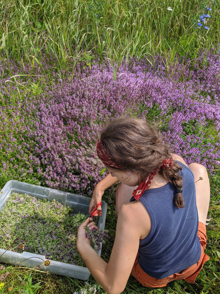 La Belle Humeur biologique (sac de 20g) - Camellia Sinensis - Thé et infusion - - La Guilde Culinaire