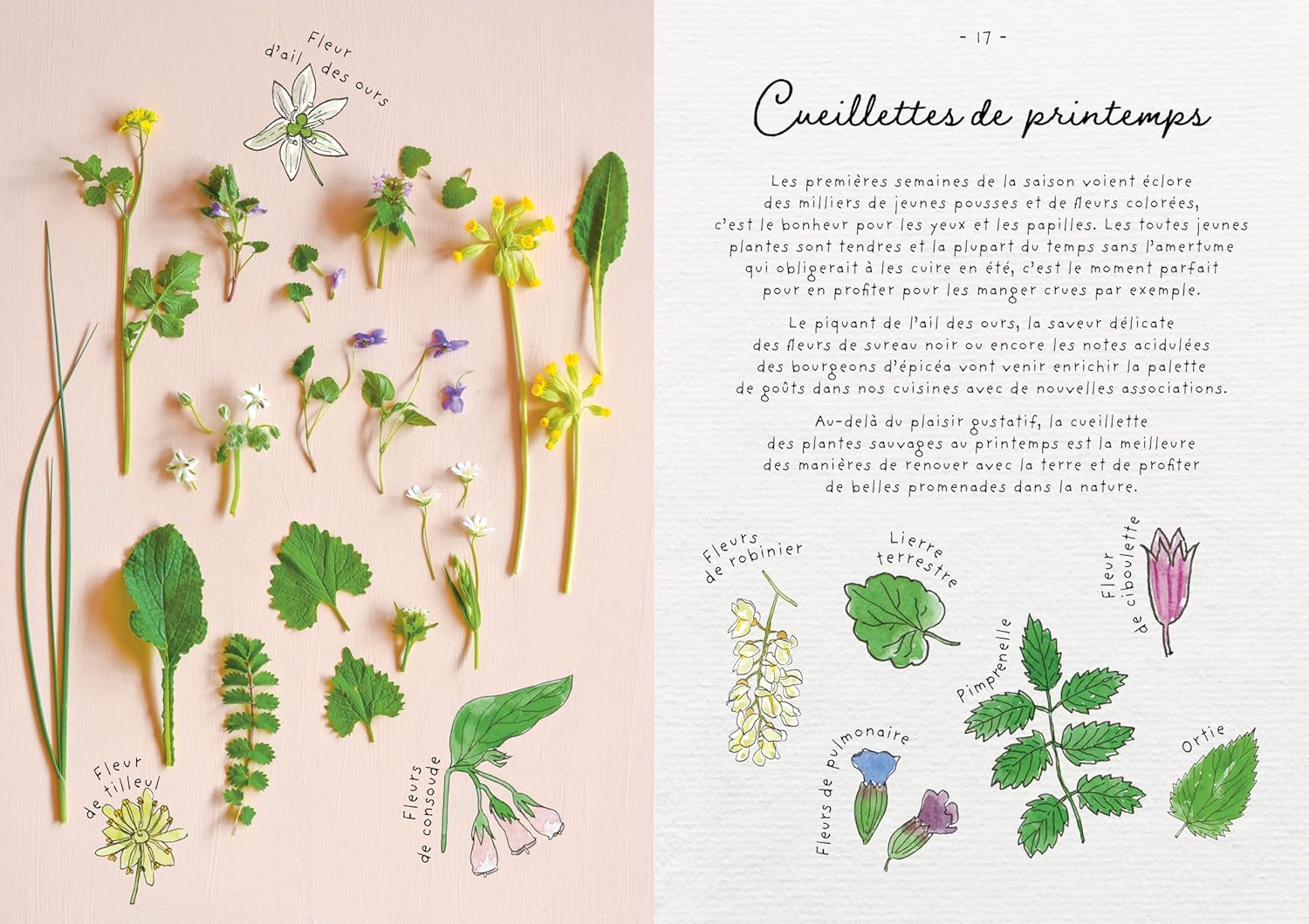 Le carnet de recettes d'une cueilleuse - La Plage Ed. - Livre de cuisine - - La Guilde Culinaire