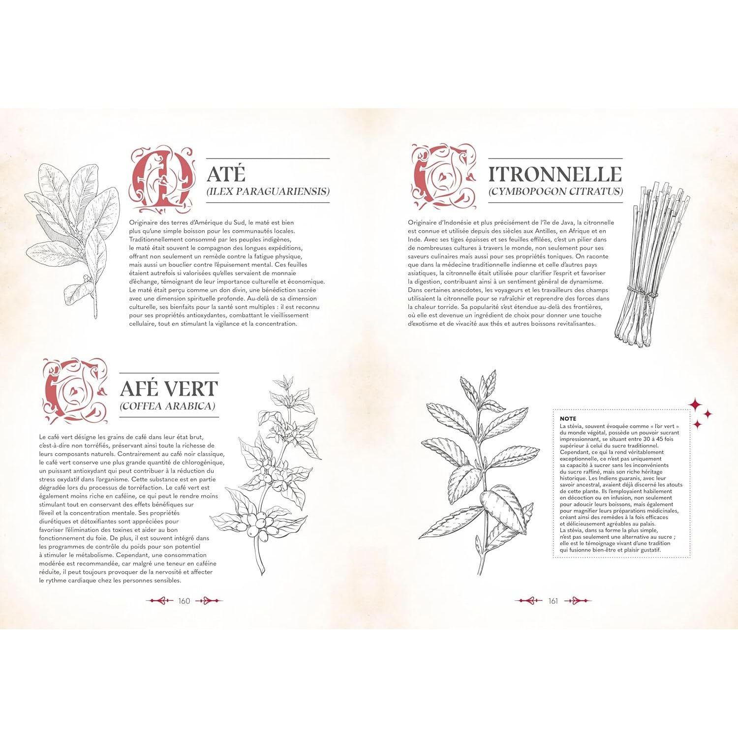 Le grimoire du magicien    - La Plage Ed. - Livre de cuisine -  - La Guilde Culinaire