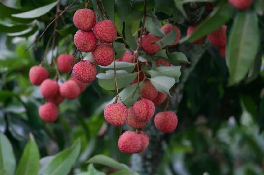 Frozen Lychee Purée