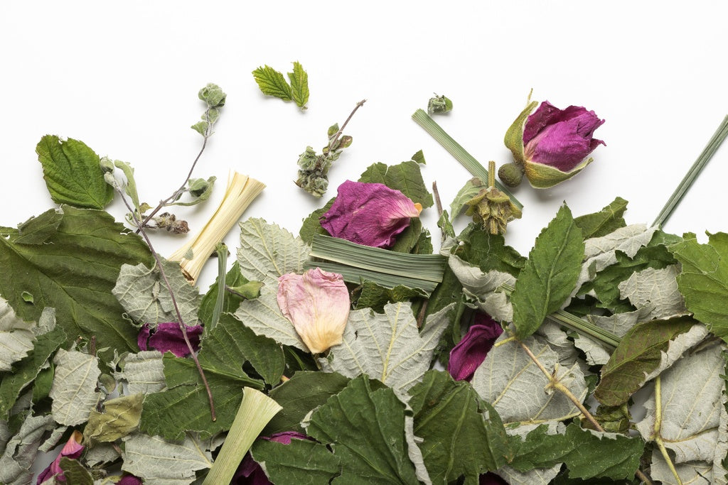 La Belle Humeur biologique (sac de 20g) - Camellia Sinensis - Thé et infusion - - La Guilde Culinaire