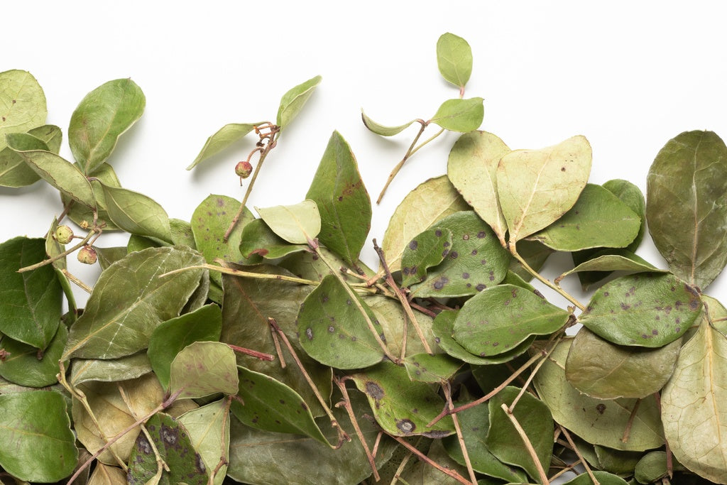 Thé des Bois (sac de 20g) - Camellia Sinensis - Thé et infusion - - La Guilde Culinaire