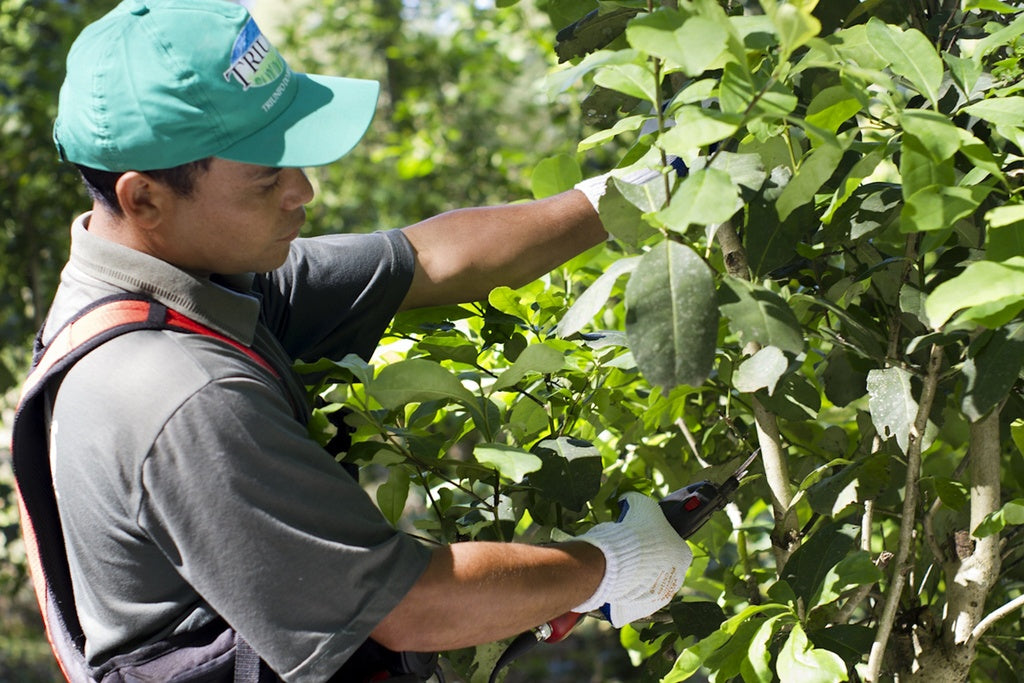 Yerba Maté biologique (sac de 250g) - Camellia Sinensis - Thé et infusion - - La Guilde Culinaire
