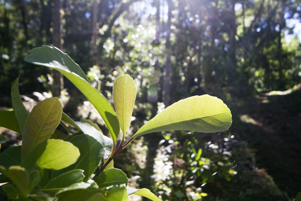 Yerba Maté biologique (sac de 250g) - Camellia Sinensis - Thé et infusion - - La Guilde Culinaire