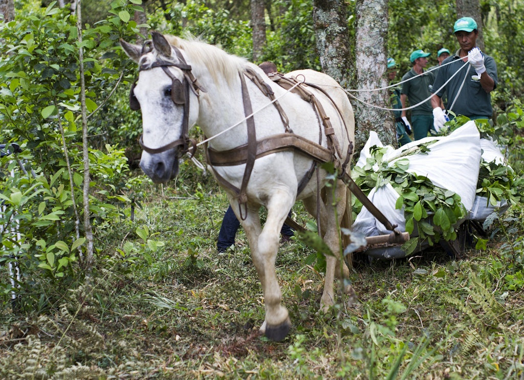 Yerba Maté biologique (sac de 250g) - Camellia Sinensis - Thé et infusion - - La Guilde Culinaire